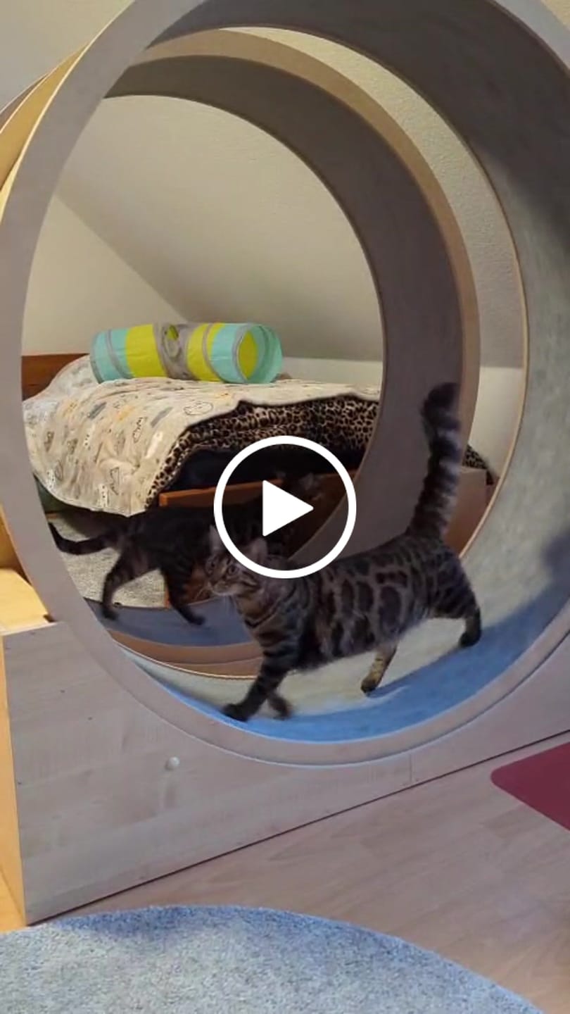 Customer video review of Elmato Katzenlaufrad Simba