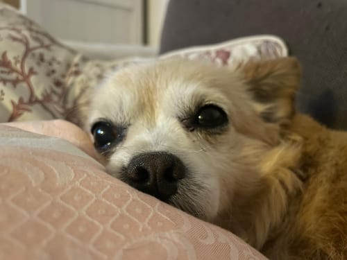 Customer photo review of Frischfutter für Energiebedarf von 213 kCal/Tag