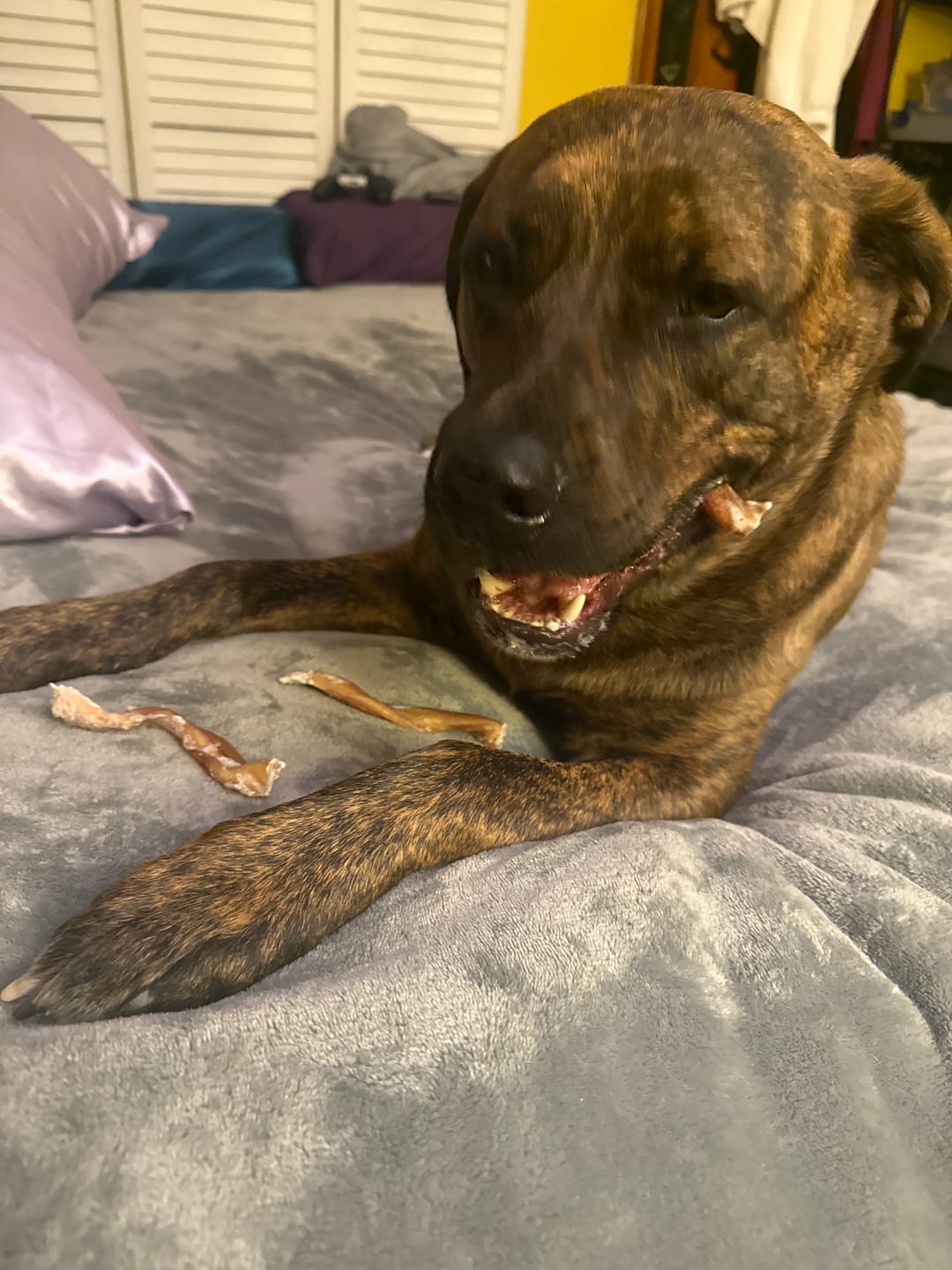 Customer photo review of 6 Inch Jumbo Braided Bully Stick