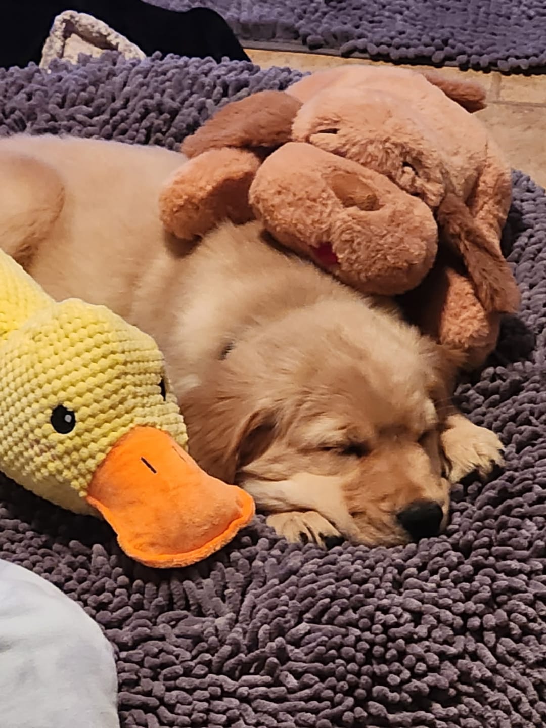 Customer photo review of Calming Duck