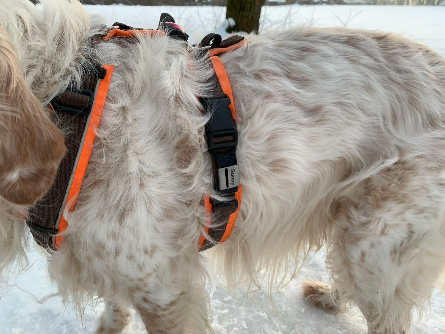 Customer photo review of Klapperfreie Hundemarke Silikonslider mit Edelstahl-Schild für Halsbänder inkl. GRATIS Gravur