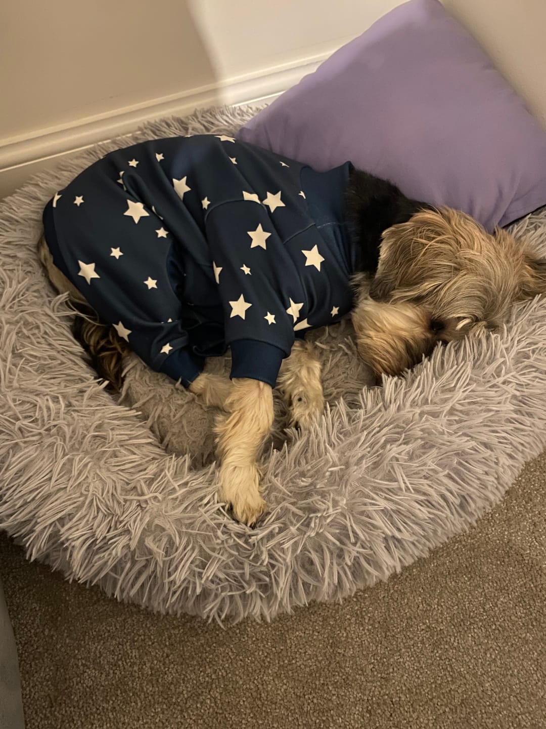 Customer photo review of Dog Pajama - Stars