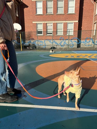 Customer photo review of Biothane Traffic Handle Dog Leash