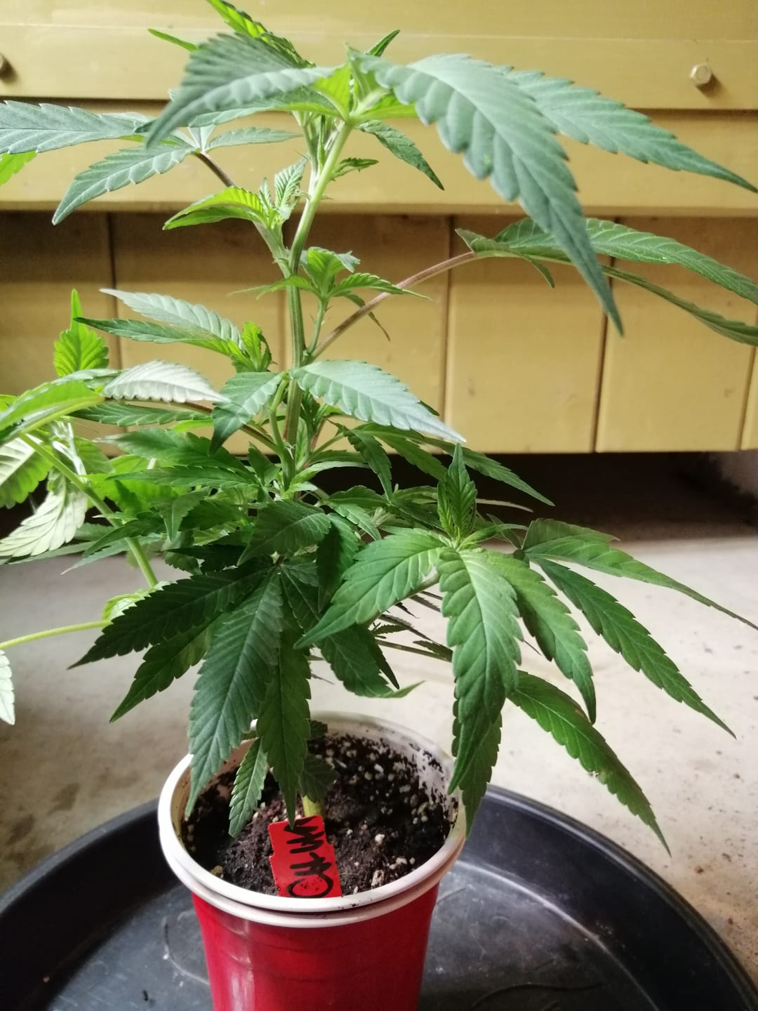 Customer photo review of Hanfstecklinge | Chocolate Haze