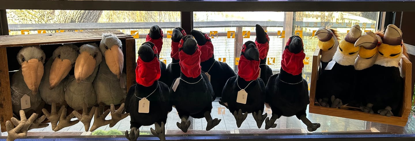 Customer photo review of Southern Ground Hornbill Bird Stuffed Plush Toy