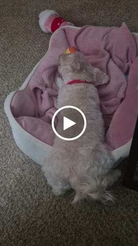 Customer video review of Long-Lasting Yak Chews — 6 Flavor Pack