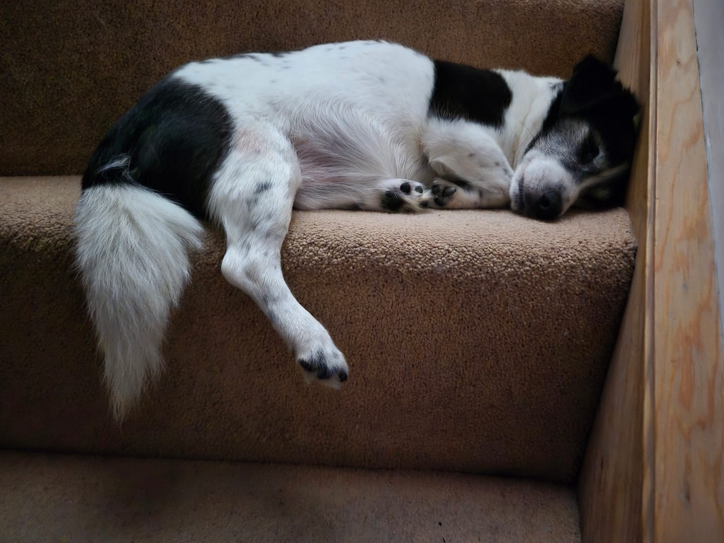 Customer photo review of Calming Supplement Chews for Dogs