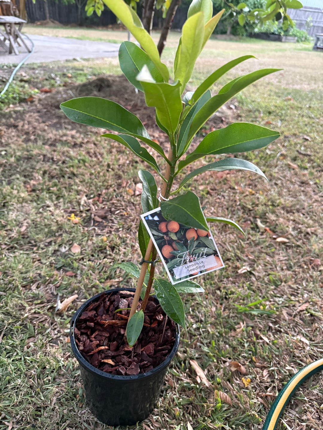 Customer photo review of Sapodilla / Chicku
