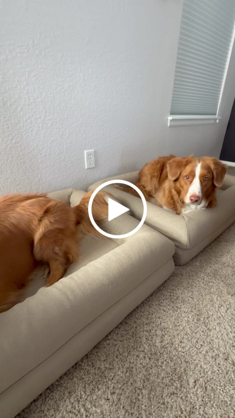 Customer video review of Medium REM Dog Bed