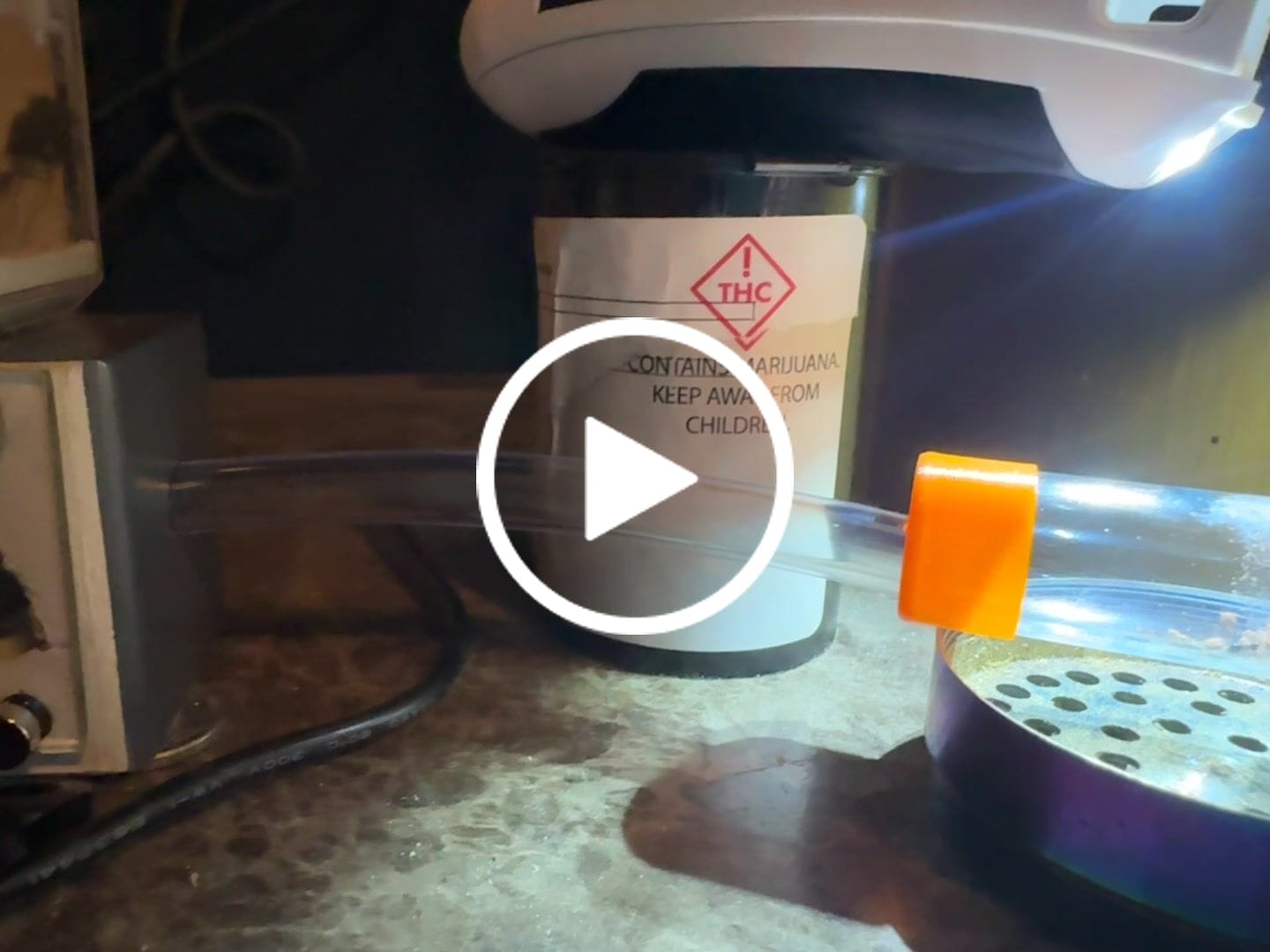 Customer video review of Common Honeypot Ant (Myrmecocystus mimicus)