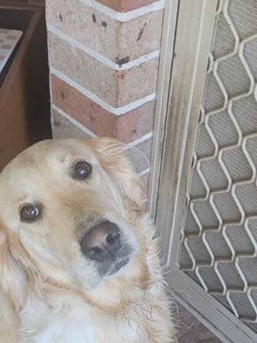 Customer photo review of Crocodile Leg Bones