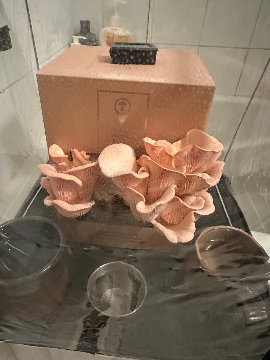 Customer photo review of Essentials Bundle Gift Set + Grow Kit