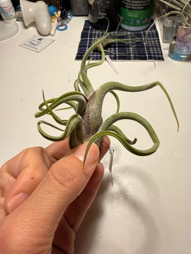 Customer photo review of Caput Medusae ‘Superior’