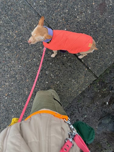 Customer photo review of Biothane Traffic Handle Dog Leash