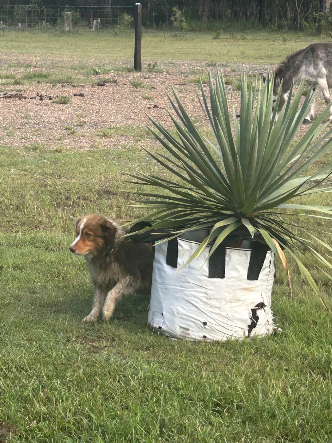Customer photo review of Dragon Tree - Dracaena draco