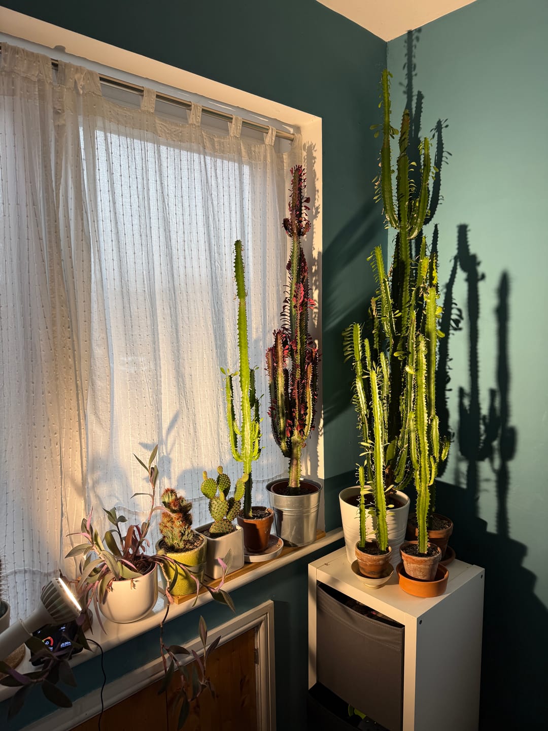 Customer photo review of Pianta Grow Light and Adjustable Floor Lamp Bundle