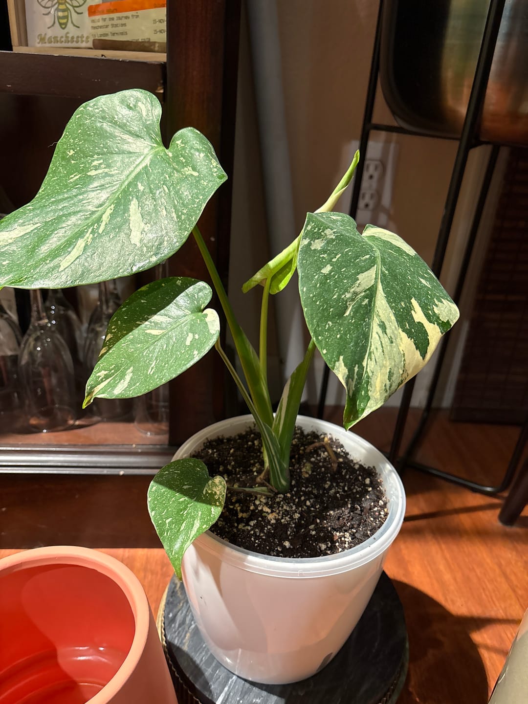 Customer photo review of Monstera deliciosa 'Thai Constellation'