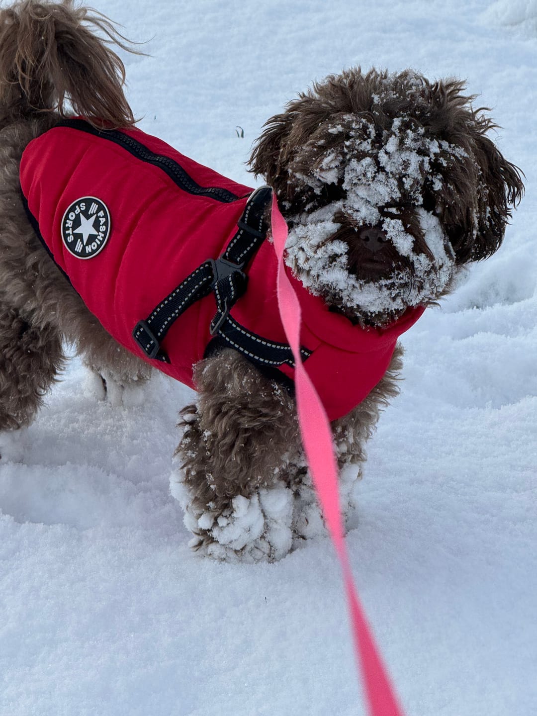 Customer photo review of PawShield - Honden Winterjas Winterjas Voor Hond