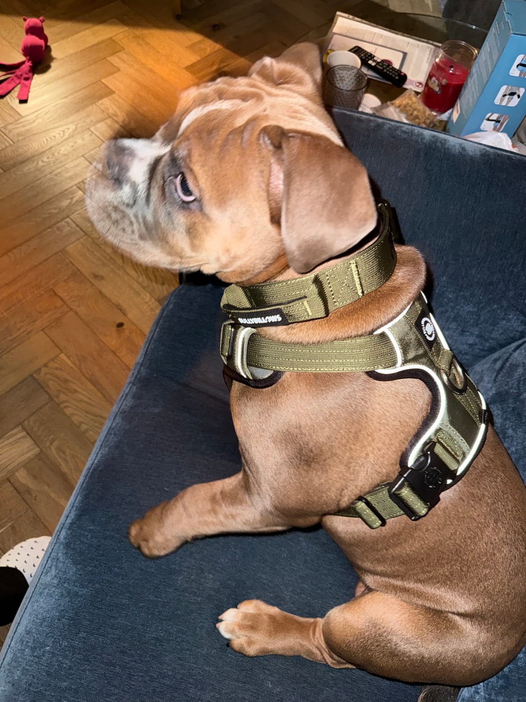 Customer photo review of Comfort Premium Harness | Non Restrictive - Khaki