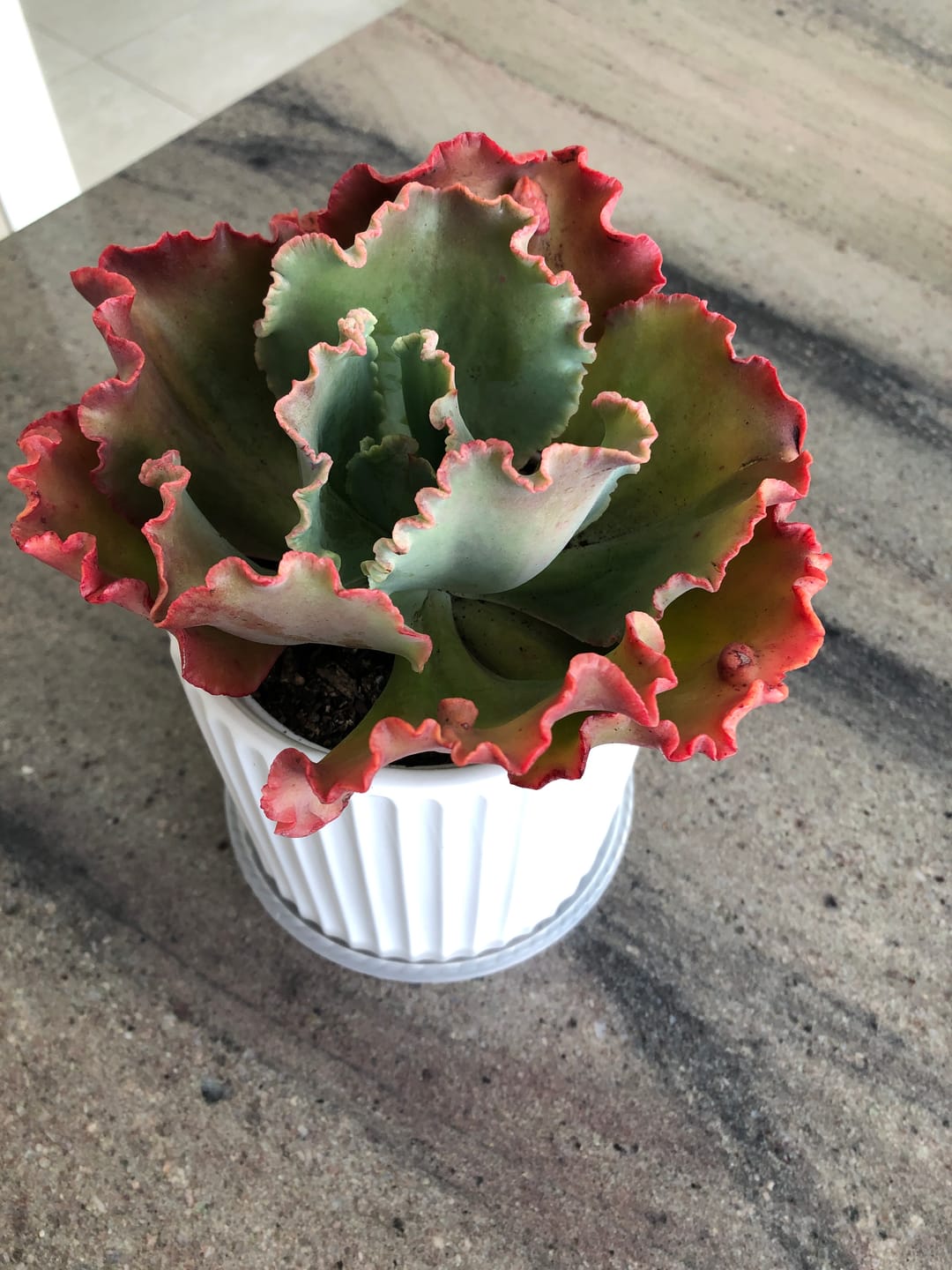 Customer photo review of Echeveria 'Fire and Ice'