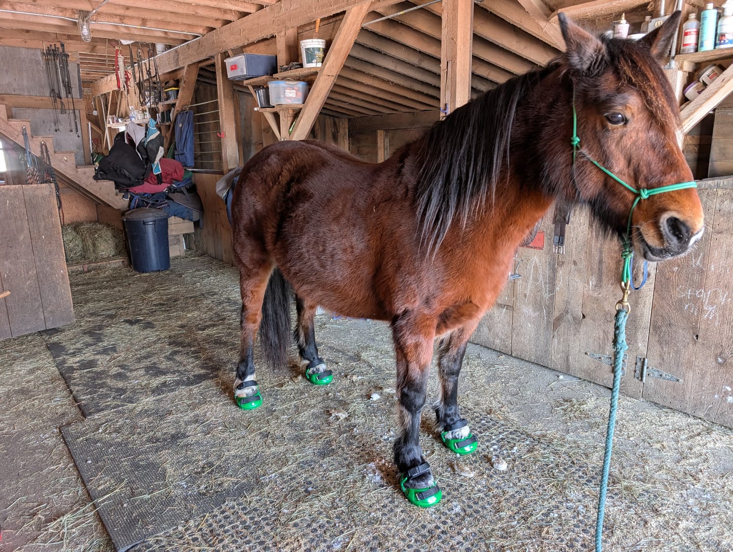 Customer photo review of Renegade® Viper Shield™ Hoof Boot - Emerald Green