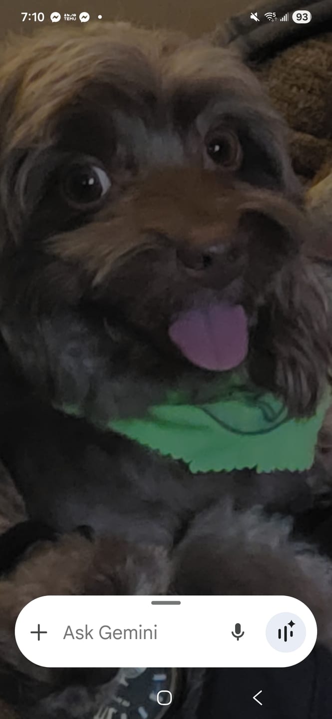 Customer photo review of 6 Inch Thick Braided Bully Stick