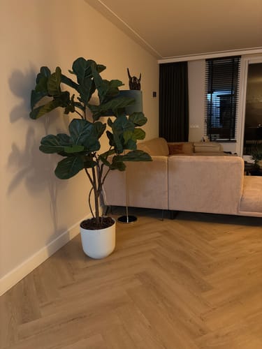 Customer photo review of Ficus Lyrata Kunstplant 180cm