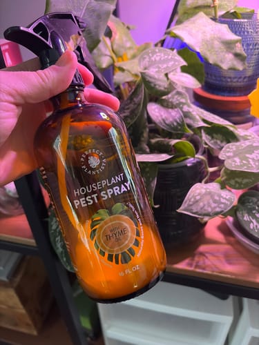 A customer's hand holding the amber bottle of Houseplant Pest Spray in front of their plants.