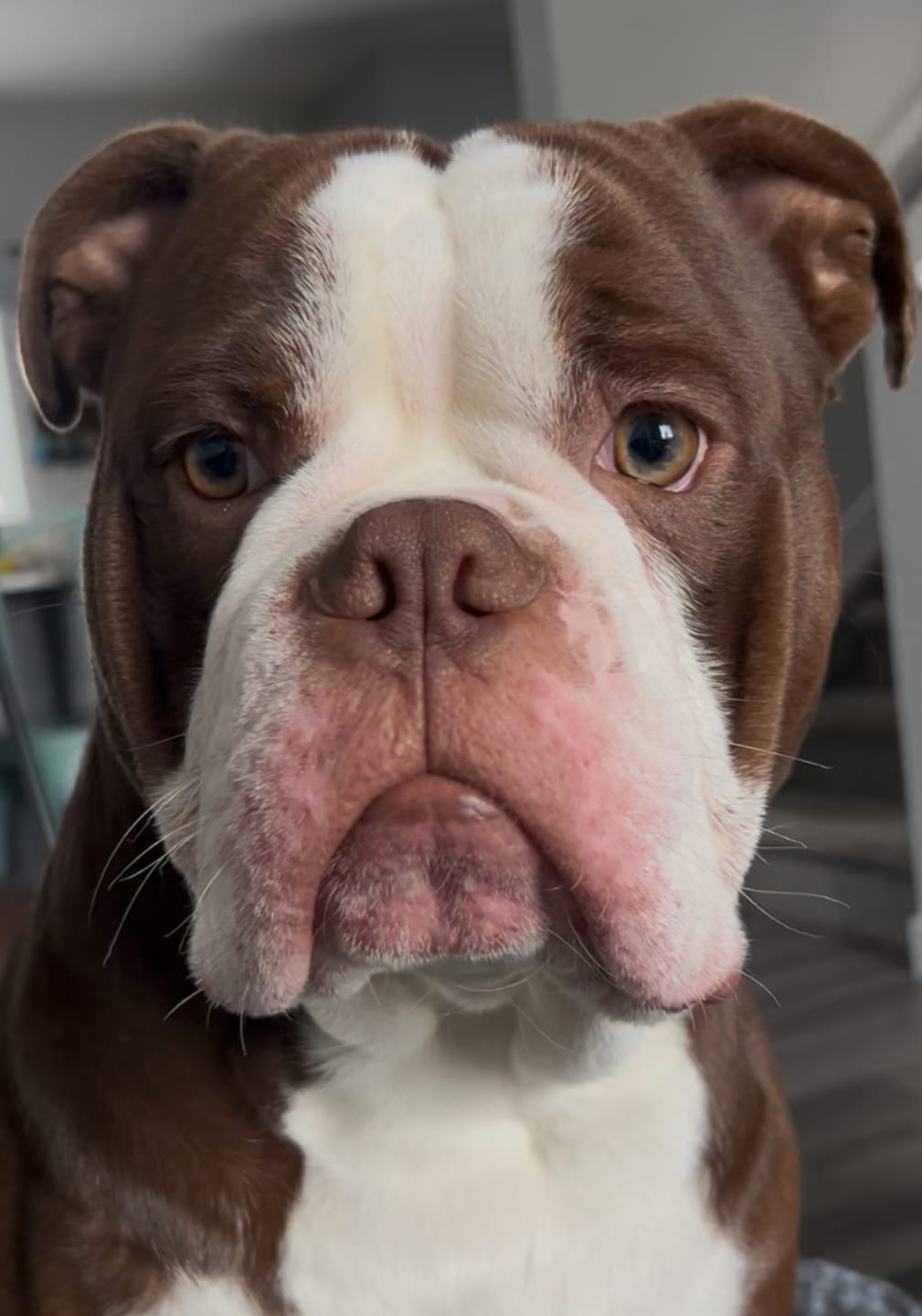 Customer photo review of 6 Inch Jumbo Braided Bully Stick