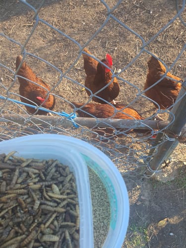 Customer photo review of GrubTerra Dried Black Soldier Fly Larvae 20lb