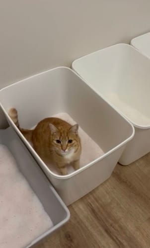 Customer photo review of 3 month supply - 5 Cats