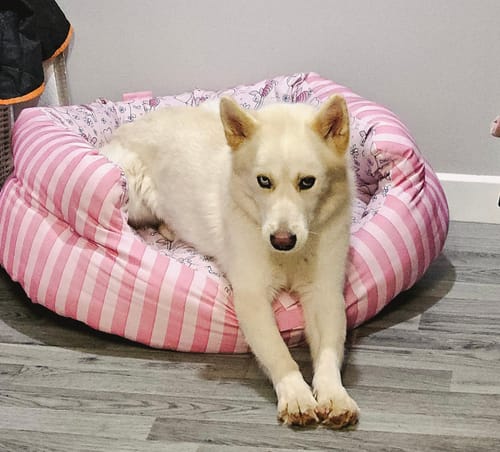 Customer photo review of Disney© Dog Bed - Piglet
