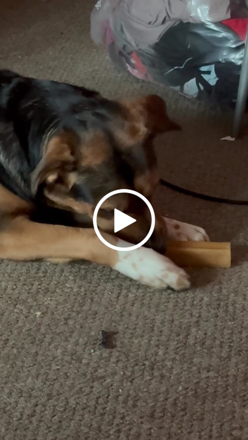 Customer video review of Himalayan Yak Chew (EXTRA LARGE)