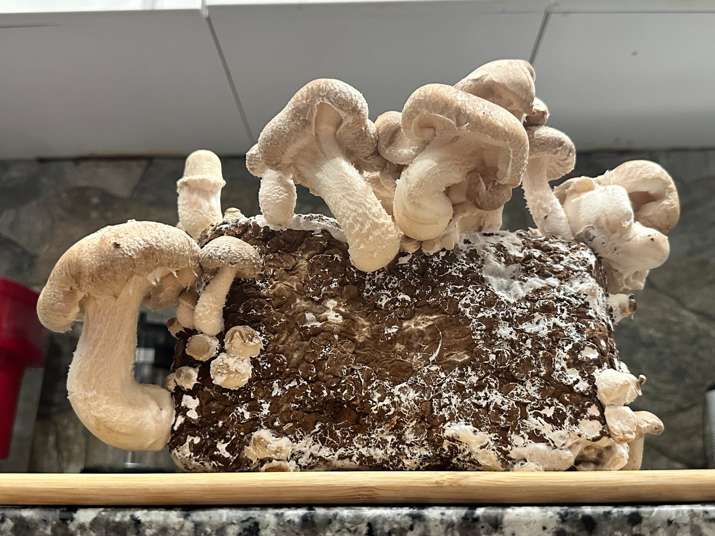 Customer photo review of Lion's Mane Mushroom Mini-Farm Grow Kit