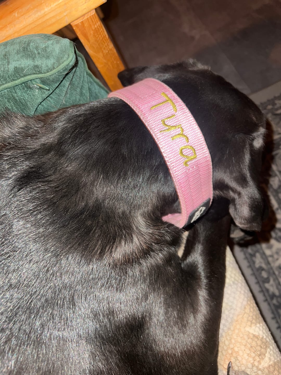 Customer photo review of Hundhalsband med namn
