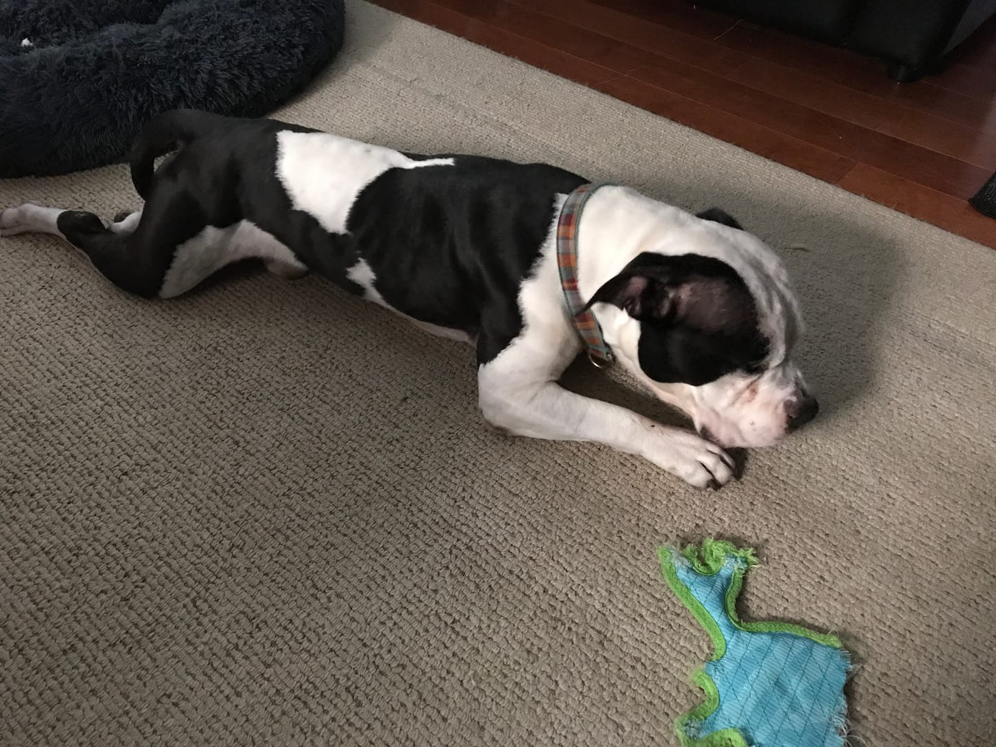 Customer photo review of 6 Inch Jumbo Braided Bully Stick