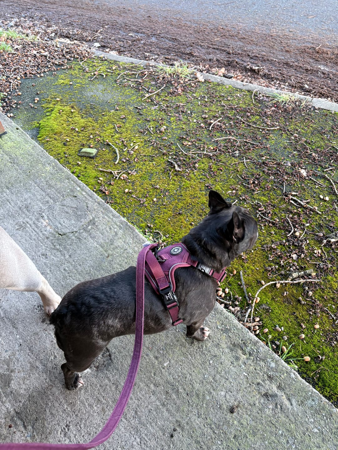 Customer photo review of Trail & Glow® Dog Harness - Mulberry Tweed