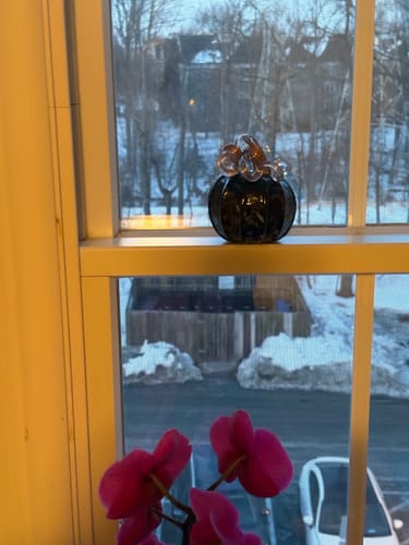 Customer photo review of Daily Pumpkin 2416 Mini