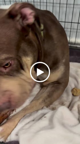 Customer video review of Gift Bundle: 2 Large Yak Chews and a 6" Hickory Smoked Bully Stick