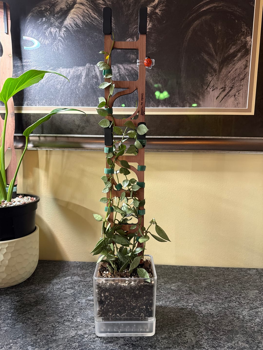 Customer photo review of Stella - Modular ladder support