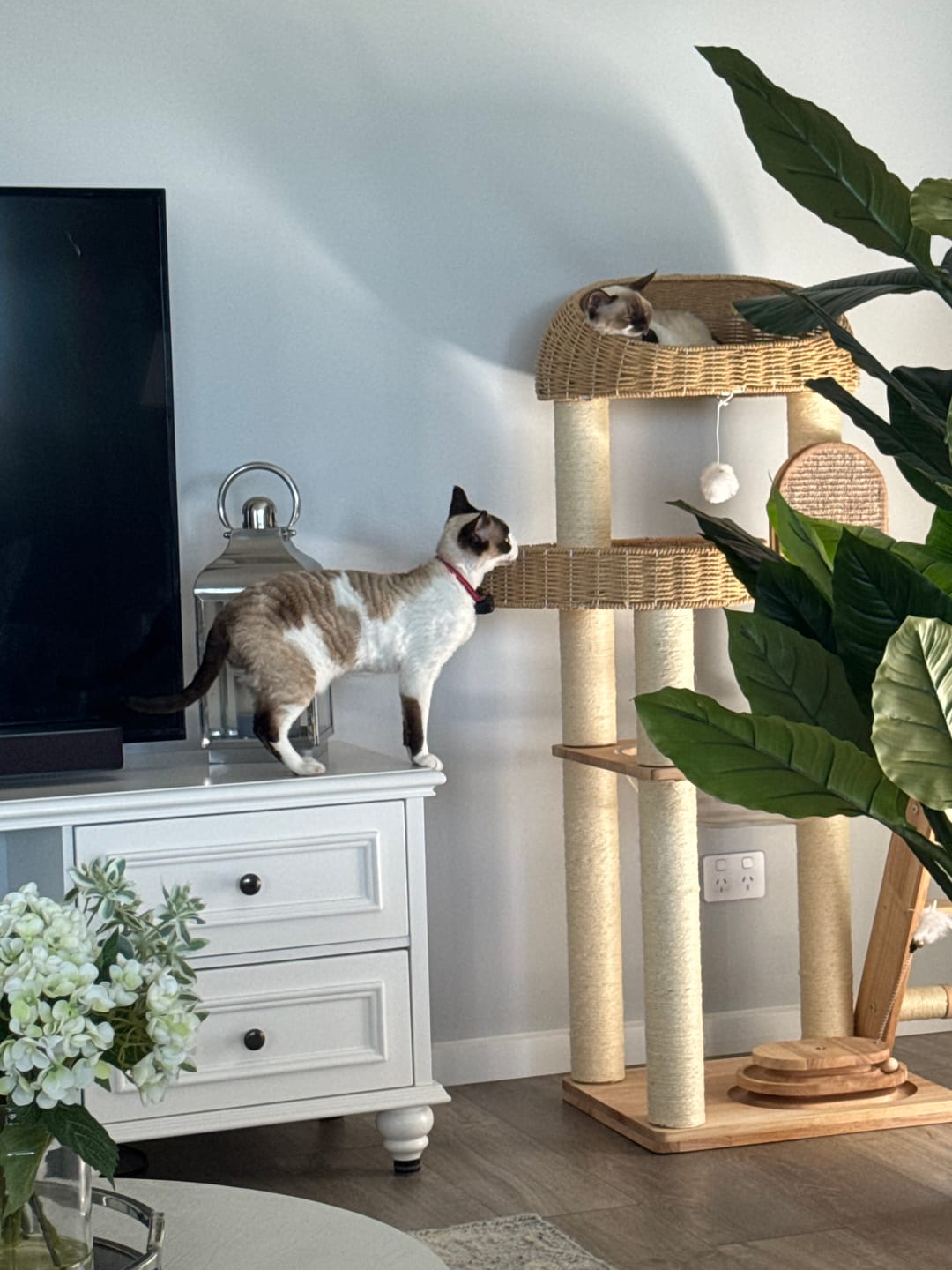 Customer photo review of 130cm Solid Oak Wood Cat Tree with Handwoven Rattan Canopy - WHH003