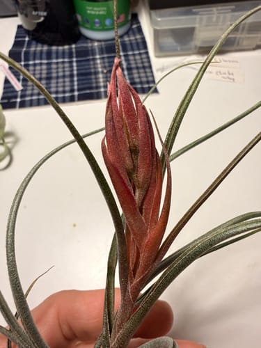 Customer photo review of King Kong  (Butzii x Ionantha)