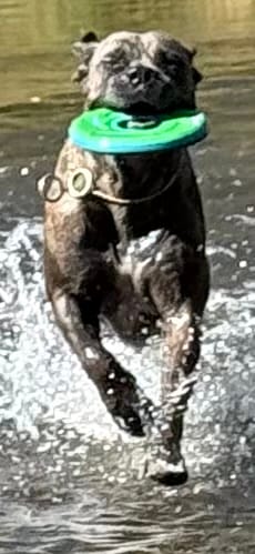 Customer photo review of Primal Raw Green Tripe | Immune & Digestive Health Dogs & Cats