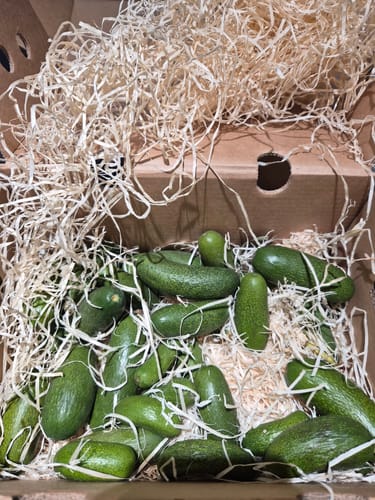 Die kleinen, grünen Avocado Cocktails eines Kunden in der Versandkiste mit Holzwolle.