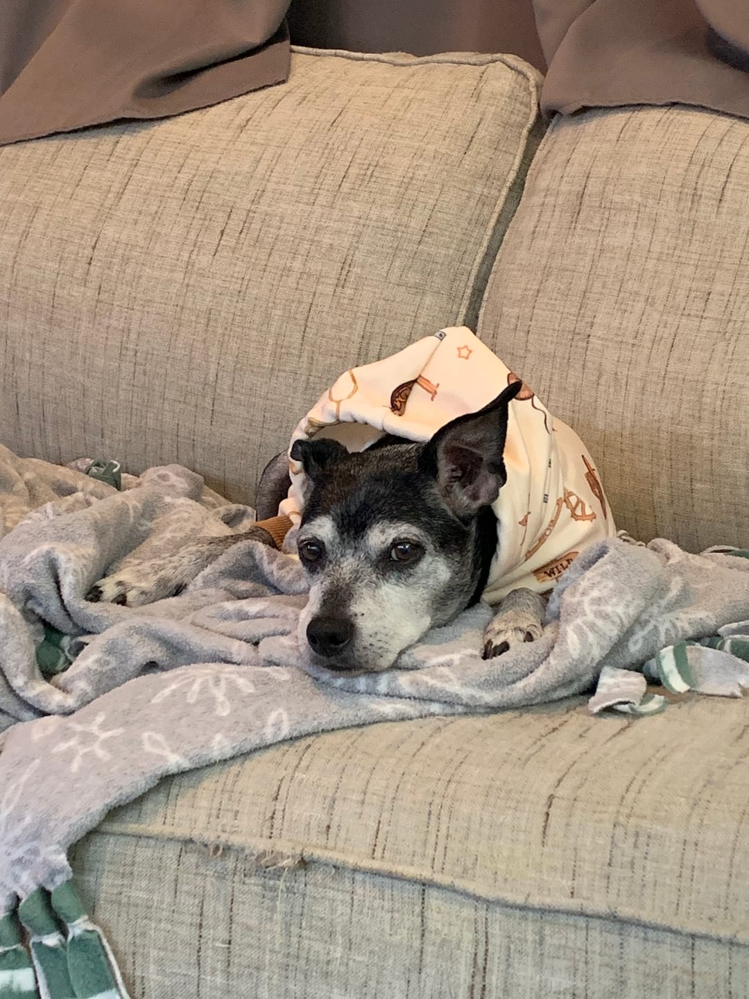 Customer photo review of Rodeo Dog Hoodie