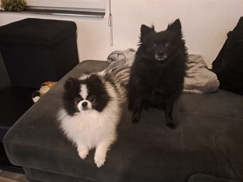 Kunde zeigt seine zwei flauschigen Hunde auf einem Sofa, die das Produkt Active Hips erhalten.