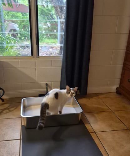 Customer photo review of 3 Month Supply - 1 Cat