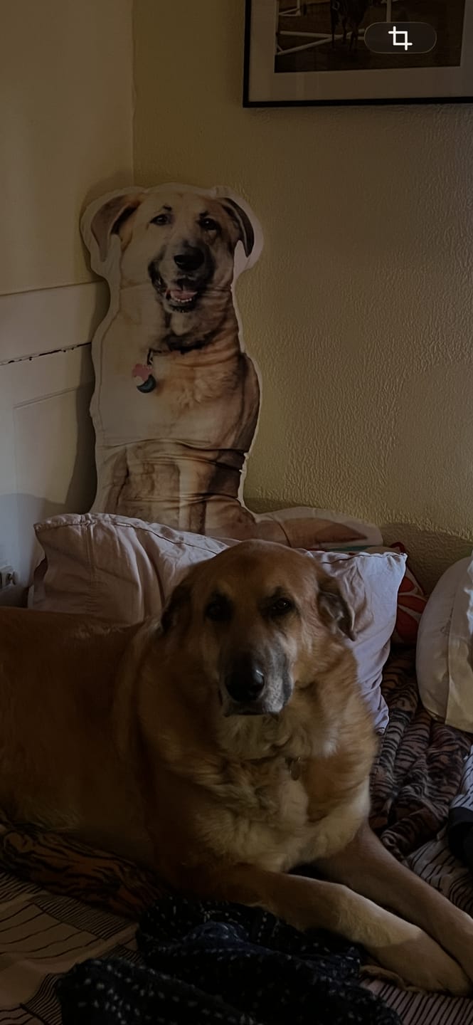 Customer photo review of Custom Shaped Pillow with Loved One Picture of Person/Pet Personalized 3d Photo Pillow