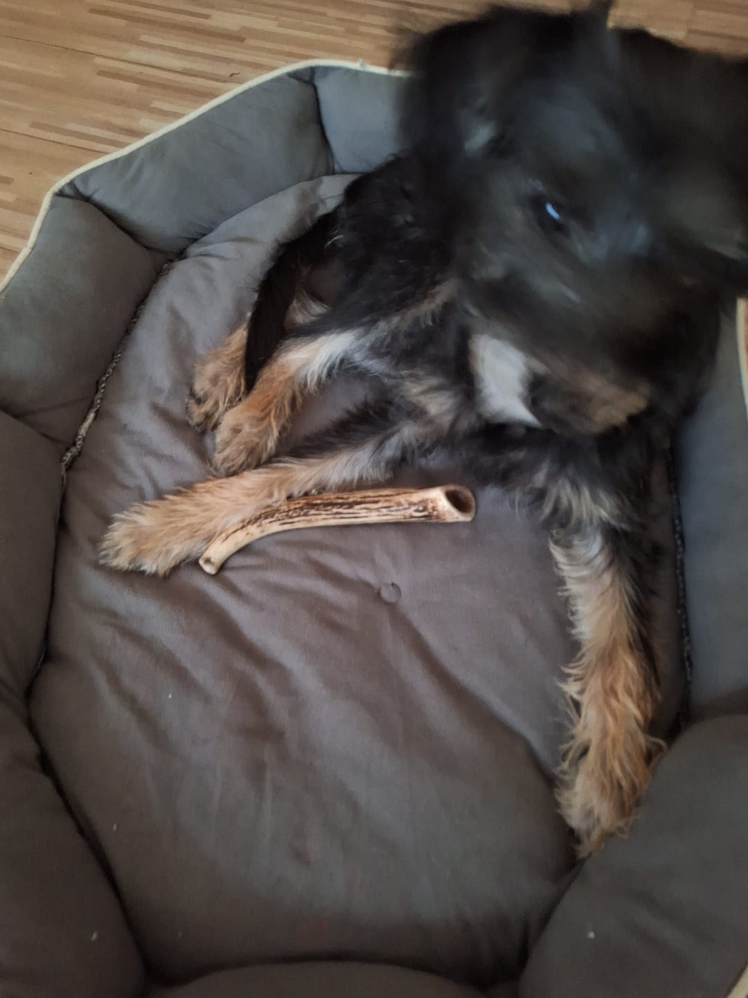 Customer photo review of Asta de ciervo para perros - Regular