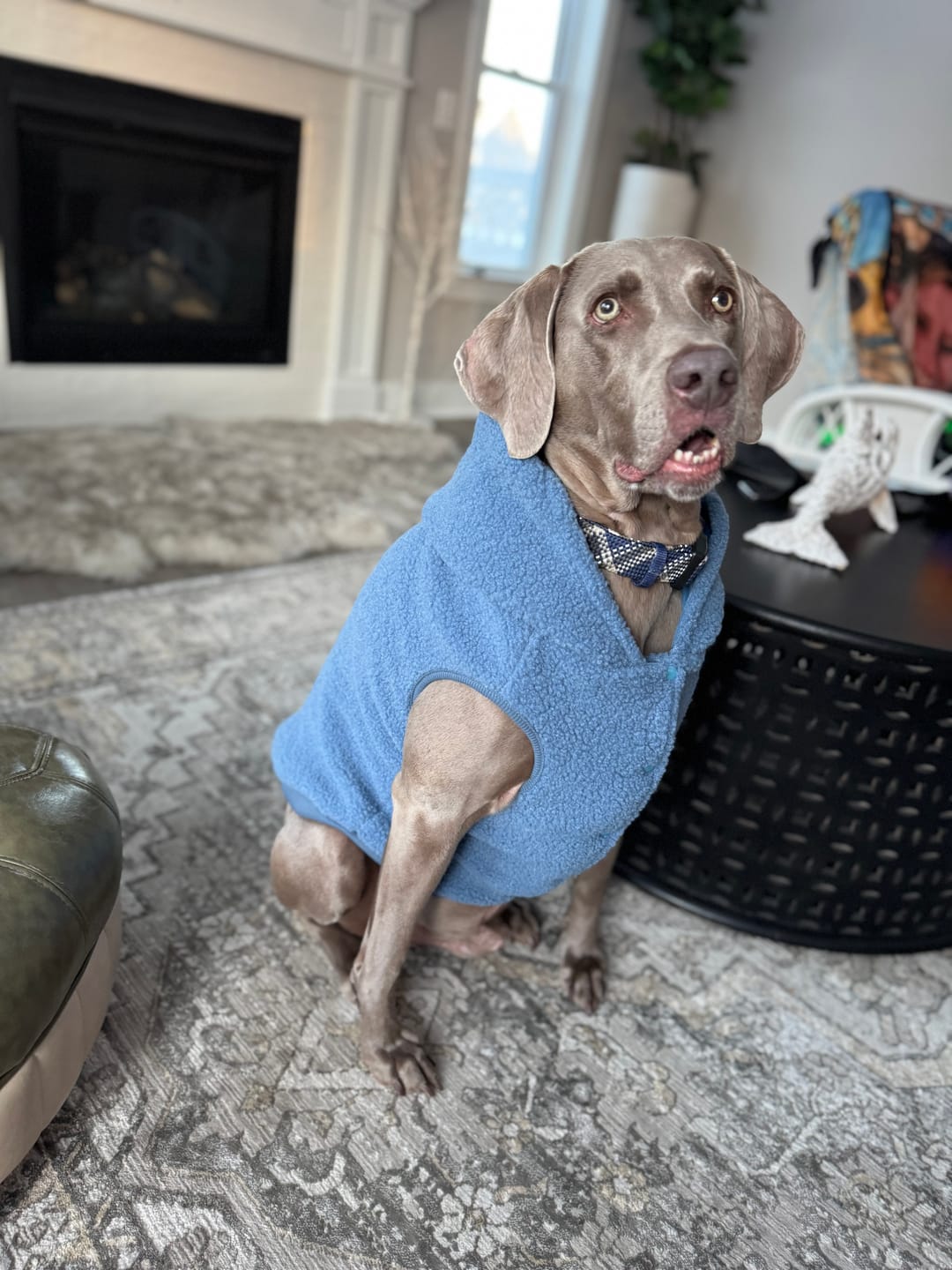 Customer photo review of Teddy Sherpa Dog Jackets